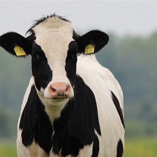 Brasil anuncia investimento de R$ 465 milhões na cadeia leiteira