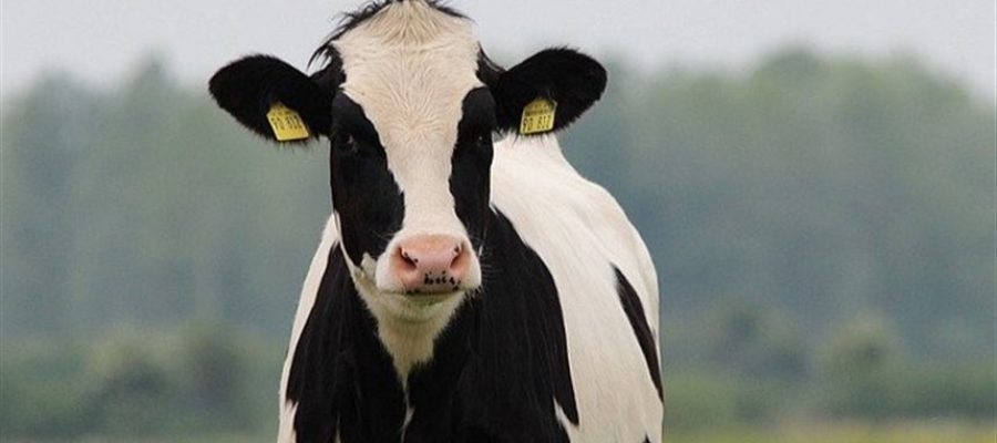 Brasil anuncia investimento de R$ 465 milhões na cadeia leiteira