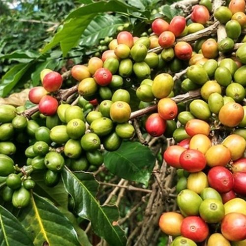 Cafeicultura regenerativa avança com soluções sustentáveis