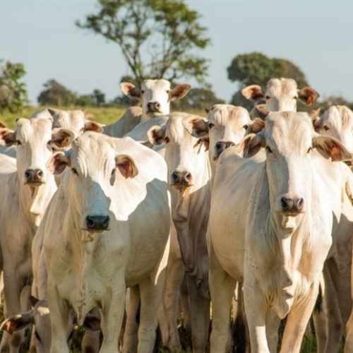 Pecuária é chave para reduzir emissões de metano