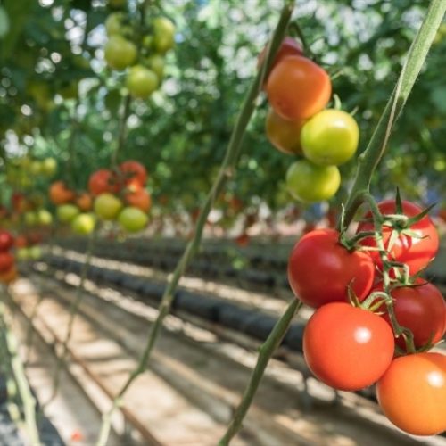 Tomate editado combate deficiência de vitamina
