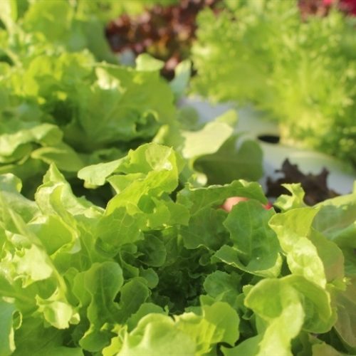 Embrapa lança mapas de risco climático para a produção de alface no Brasil