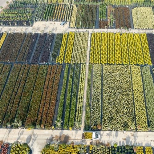 Seguro rural subvencionado encolhe e alcança apenas 3,3% da área cultivada