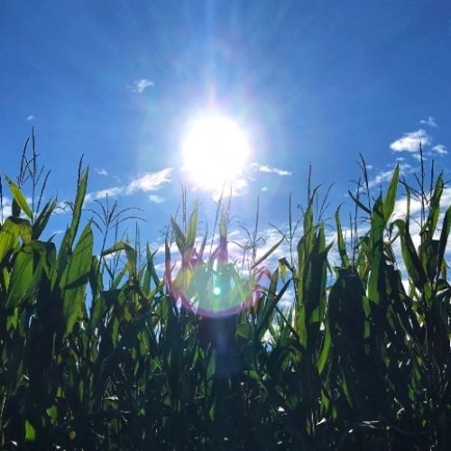 Onda de calor avança e temperaturas podem chegar a 40 °C