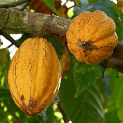 Preços do cacau oscilam e clima preocupa