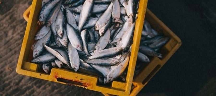 Brasil conquista novos mercados na Eurásia e no Japão