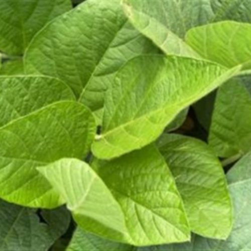 Soja tem leve alta em Chicago com recuo de Trump