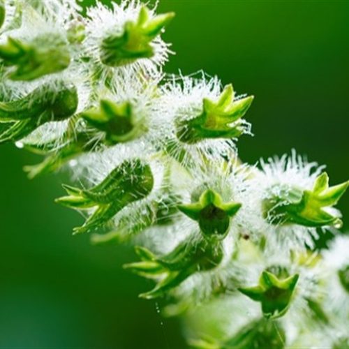 Safra de gergelim tem desempenho positivo