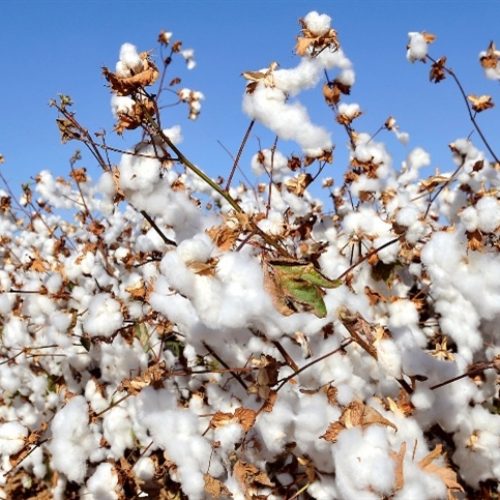 Mato Grosso: embarques de algodão somam 169 mil toneladas em fevereiro