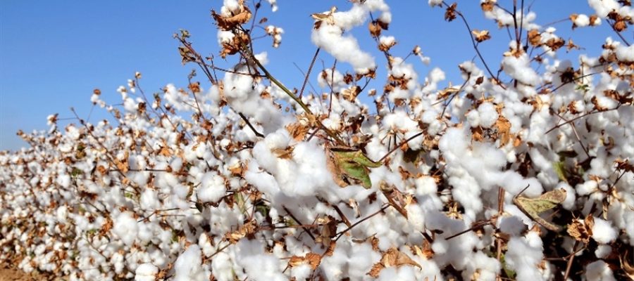 Mato Grosso: embarques de algodão somam 169 mil toneladas em fevereiro