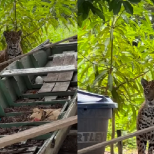 CHEIA NO PANTANAL: Onça-pintada surpreende pescador ao aparecer próximo de casa em Cáceres