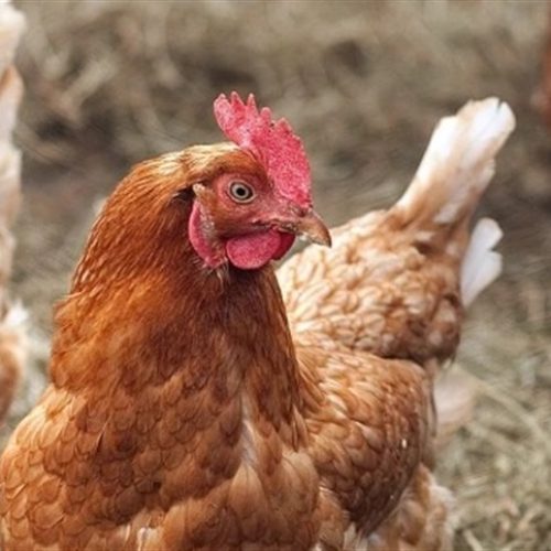 Estratégias nutricionais reduzem perdas na postura