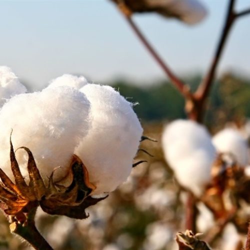 Algodão amplia área e mantém força nas exportações