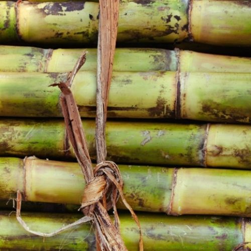 Pesquisas ampliam controle de daninhas na cana