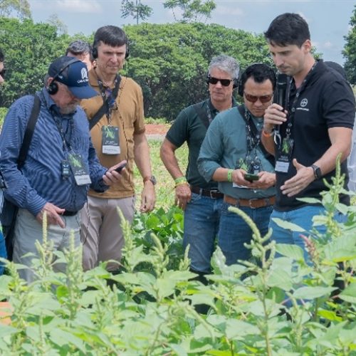 Nova geração de soja traz biotecnologia com controle ampliado de lagartas