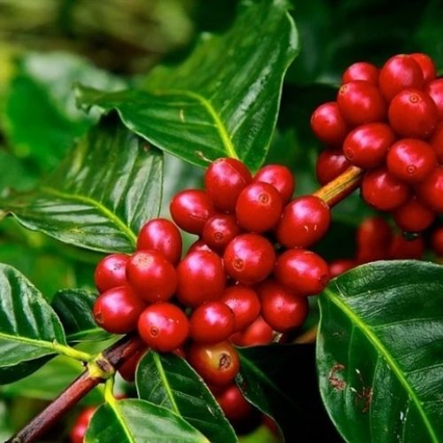 Oferta maior pressiona preços do café