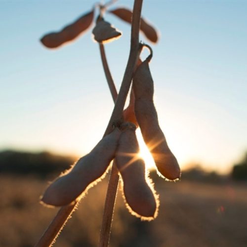 Produção de grãos tem projeções revisadas para cima