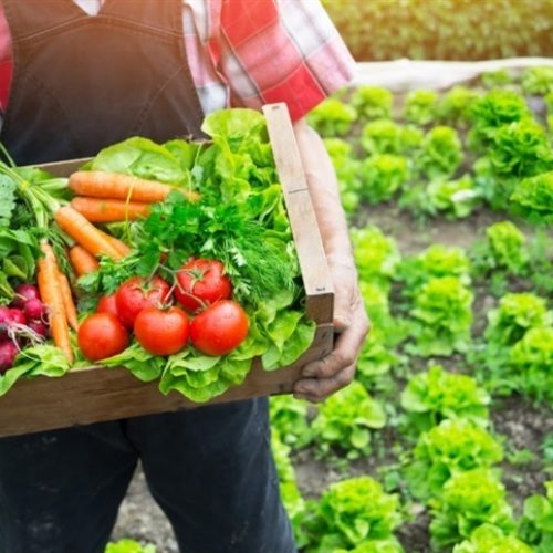 Agro lidera ações contra a fome