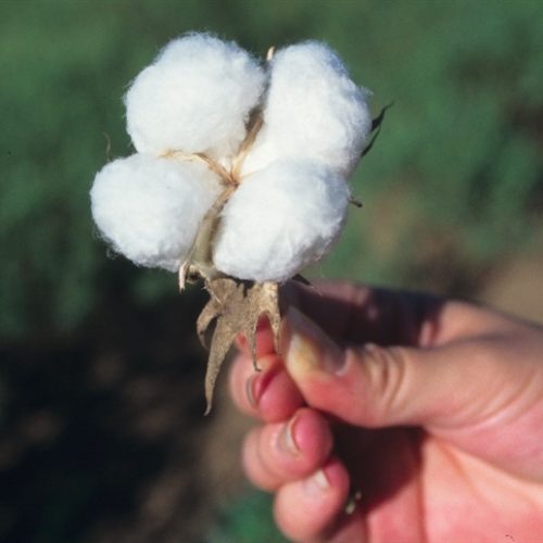 Embrapa lança duas novas cultivares de algodão
