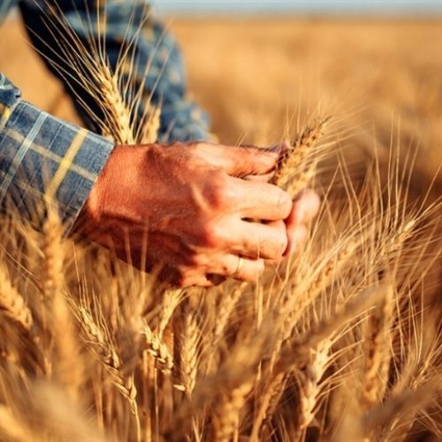 Brasil pode ampliar importação de trigo argentino e derrubar preços