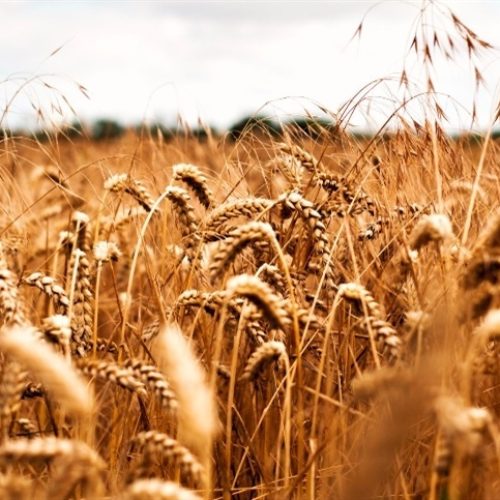 Redução da oferta deve sustentar preços do trigo