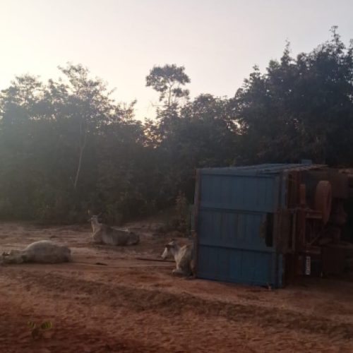 BRASNORTE-MT : Caminhão que transportava gado tomba; motorista morre e animais ficam feridos