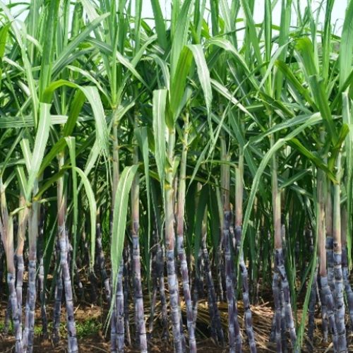 Cana bisada pode alterar eficiência industrial
