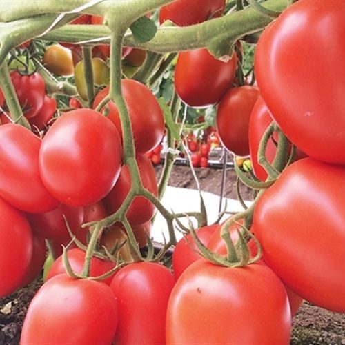 Tecnologia reduz perdas e prolonga vida pós-colheita