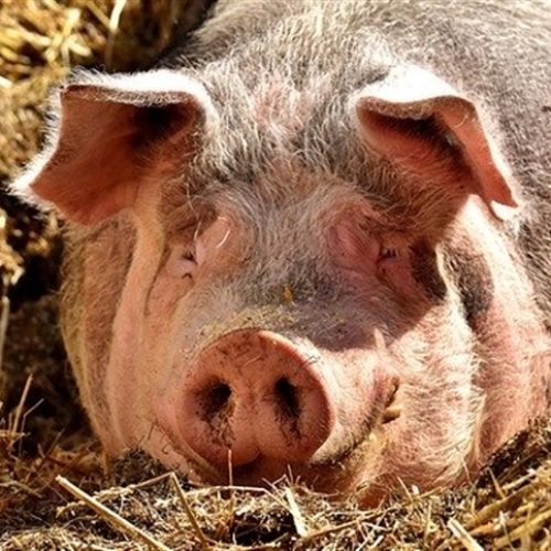 Preço do suíno sobe, mas margem recua no Paraná