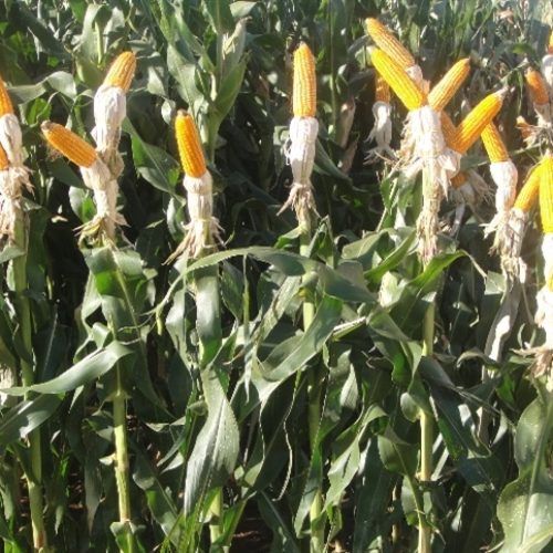 Goiás: VBP do milho atinge R$16,8 bilhões em 2025