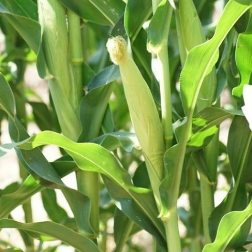 Liquidez do milho não muda