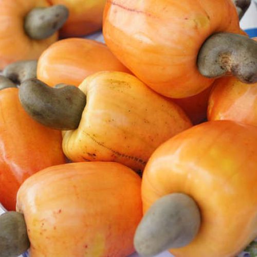 CURIOSIDADE: Você sabia? O verdadeiro fruto do cajueiro é a castanha