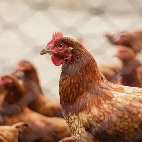 Agricultura autoriza armazenamento temporário de frango para exportação