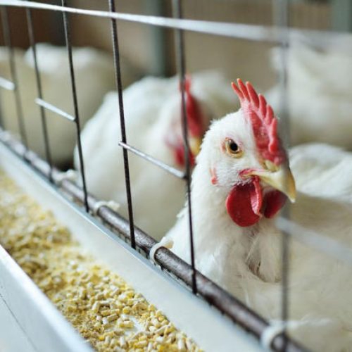 OTIMA NOTICIA: Brasil se declara livre de gripe aviária e notifica OMSA