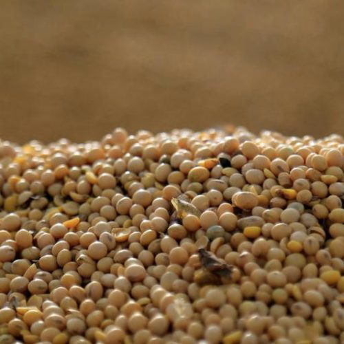 Importações chinesas de soja do Brasil aumentam 37,5% em maio