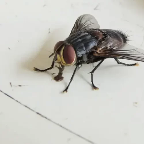 Truques simples e naturais para afastar moscas de casa no frio