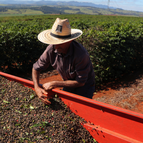 Governo confirma corte de quase metade do orçamento do seguro rural