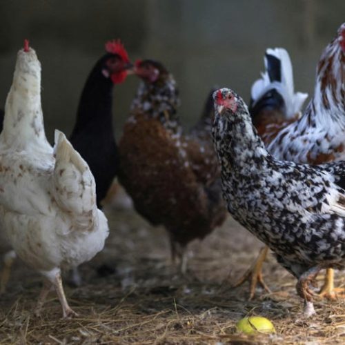 Japão e outros 16 países retiram restrições comerciais ao Brasil relacionadas à gripe aviária