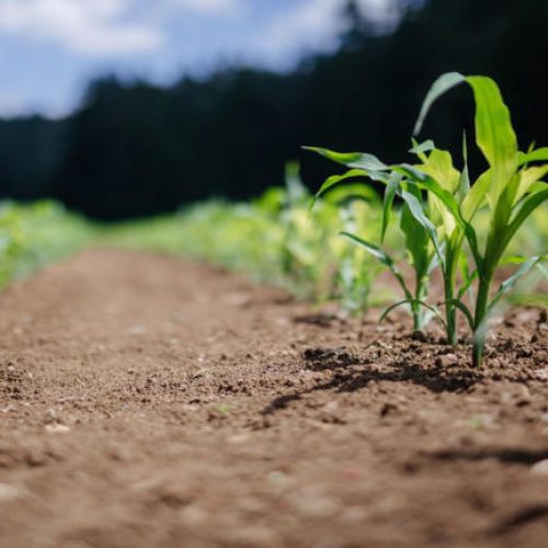Brasil foca em diversificação e mapeia novas rotas para o agro exportador
