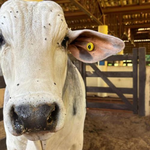 Bovinocultura avança no Paraná, mas geadas afetam produção agrícola