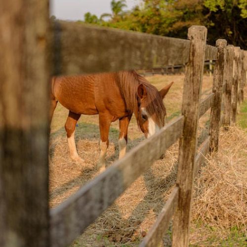 Ministério registra 222 mortes de cavalos com suspeita de ração contaminada