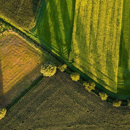 Vendas de setores do agro aos EUA já despencam antes de tarifas de 50%