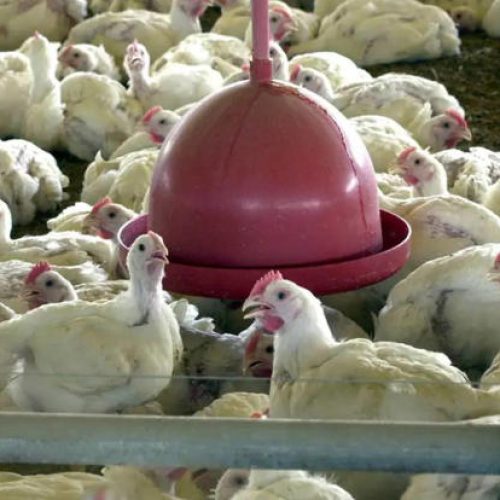Peru, Jordânia e Hong Kong voltam a comprar carne de Frango do Brasil