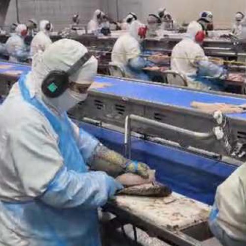 Com 99% da tilápia exportada aos EUA, produtores de MS temem perdas e pedem por negociações