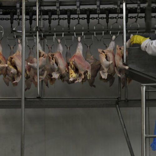 África do Sul e Singapura tiram restrições à importação de frango do Brasil