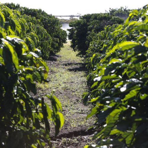 Governo foca em 5 produtos do agro para destinos alternativos aos EUA