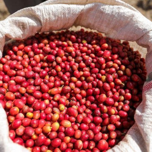 Café, suco e mais: o raio-x do agro brasileiro afetado pelas tarifas