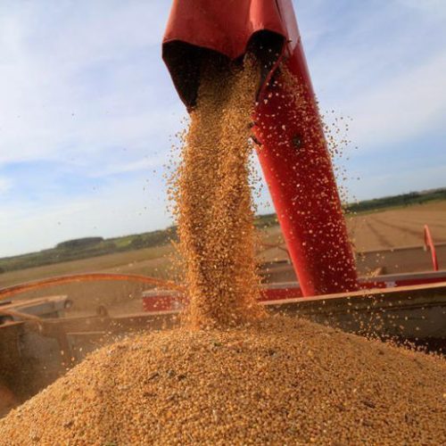 Pátria AgroNegócios vê menor avanço da soja no Brasil em quase 20 anos