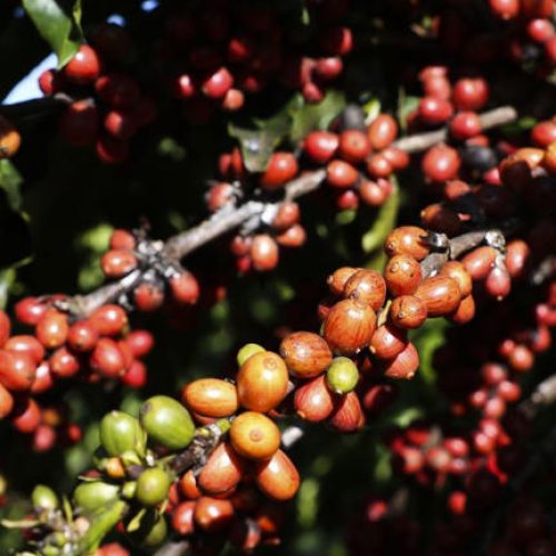 Exportação de café do Brasil em 2025 deve cair em meio a tarifas, vê Cecaf