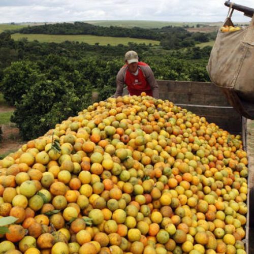 Setor de suco de laranja estima prejuízo de R$ 1,54 bi com tarifaço